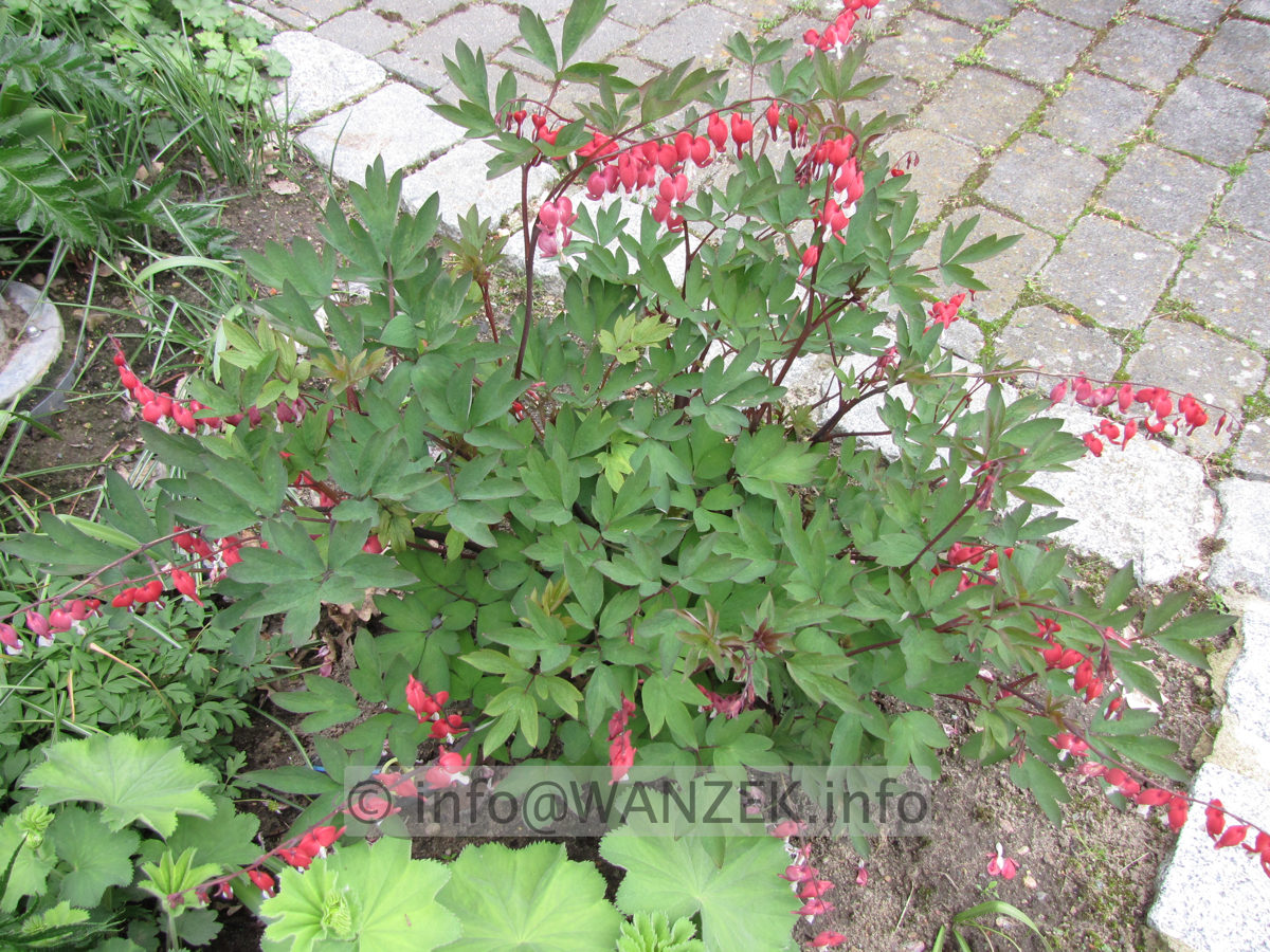 Dicentra spectabilis Valentine 02.JPG